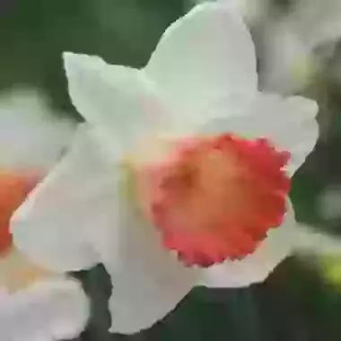 Pink Charm